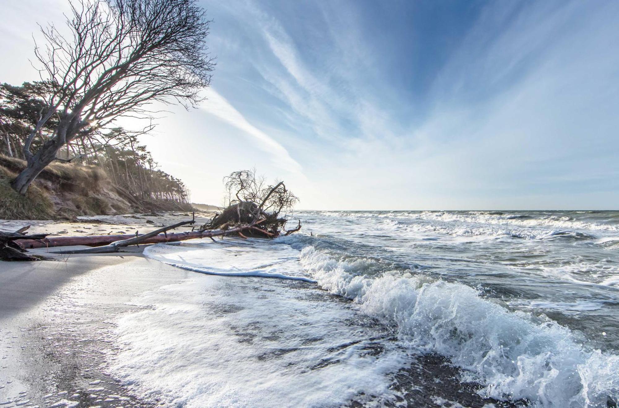 Seehund An Der Seebruecke Zingst Dış mekan fotoğraf